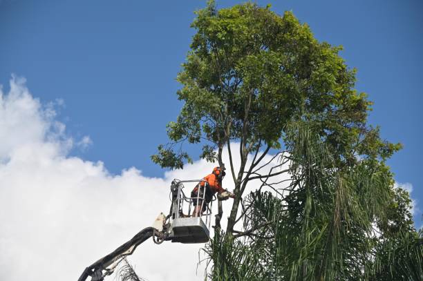 Professional Tree Services in Pell City, AL