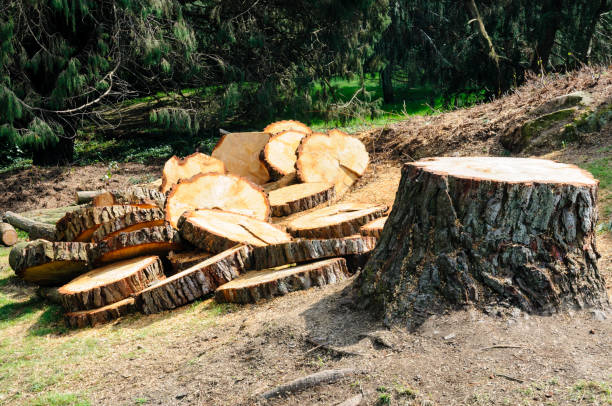 How Our Tree Care Process Works  in  Pell City, AL